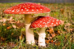 CBD mushrooms